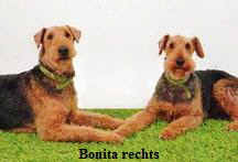 rechts-bonita