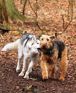 1425786_233364670186299_8268978362955528871_n