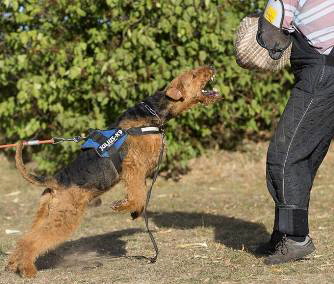 14563407_571310536410676_9208059012736635434_n