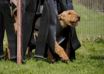 16576039153_523ac044a0_o-korr