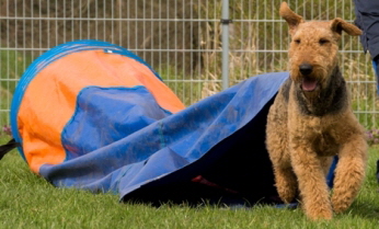 16967337517_35d0a4812d_o-korr