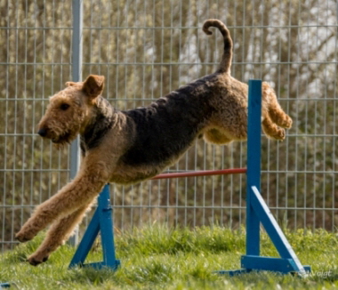 16997468858_6c08df61ec_o-korr