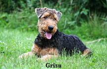 Grisu